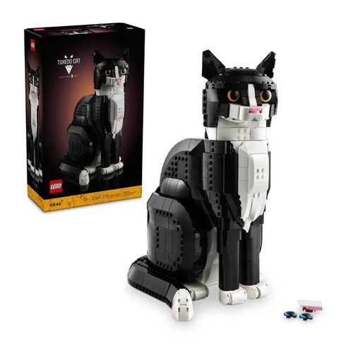 Gato Bicolor