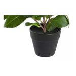 Planta%20Pe%20Pp%2021X18X30%20Camelia%2FFicus%202%20Surt