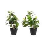 Planta%20Pe%20Pp%2021X18X30%20Camelia%2FFicus%202%20Surt