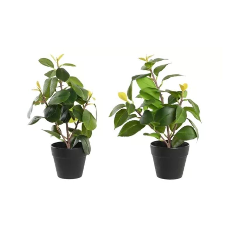 Planta%20Pe%20Pp%2021X18X30%20Camelia%2FFicus%202%20Surt