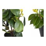 Planta%20Pe%20Pp%2021X18X30%20Camelia%2FFicus%202%20Surt
