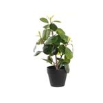 Planta%20Pe%20Pp%2021X18X30%20Camelia%2FFicus%202%20Surt