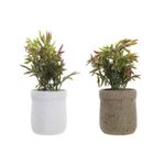 Planta%20Pe%20Eva%2016X16X21%202%20Surt